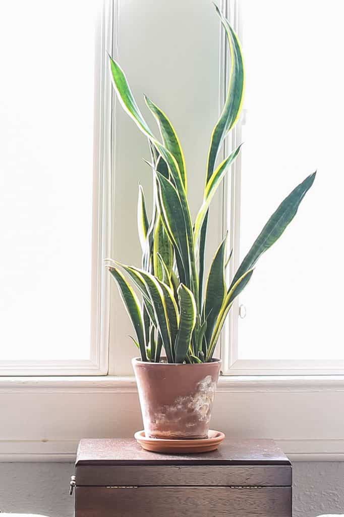 low light snake plant in bedroom