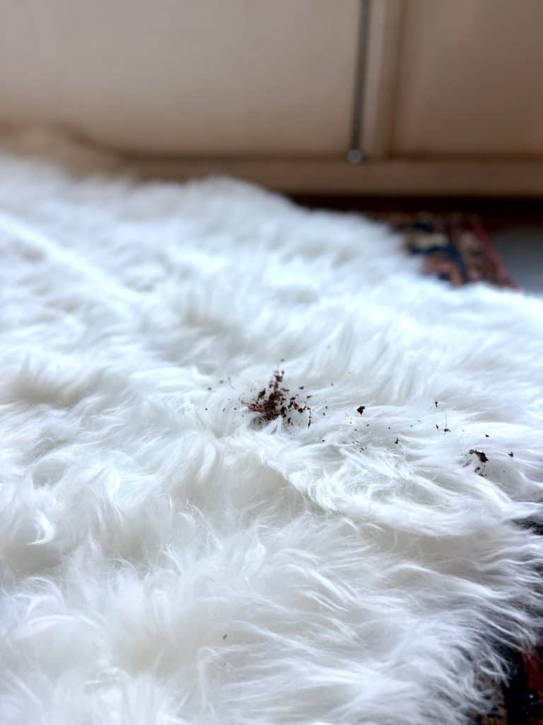 How to Clean A Faux Fur Fug Keep It Fluffy and Luxurious Design Morsels
