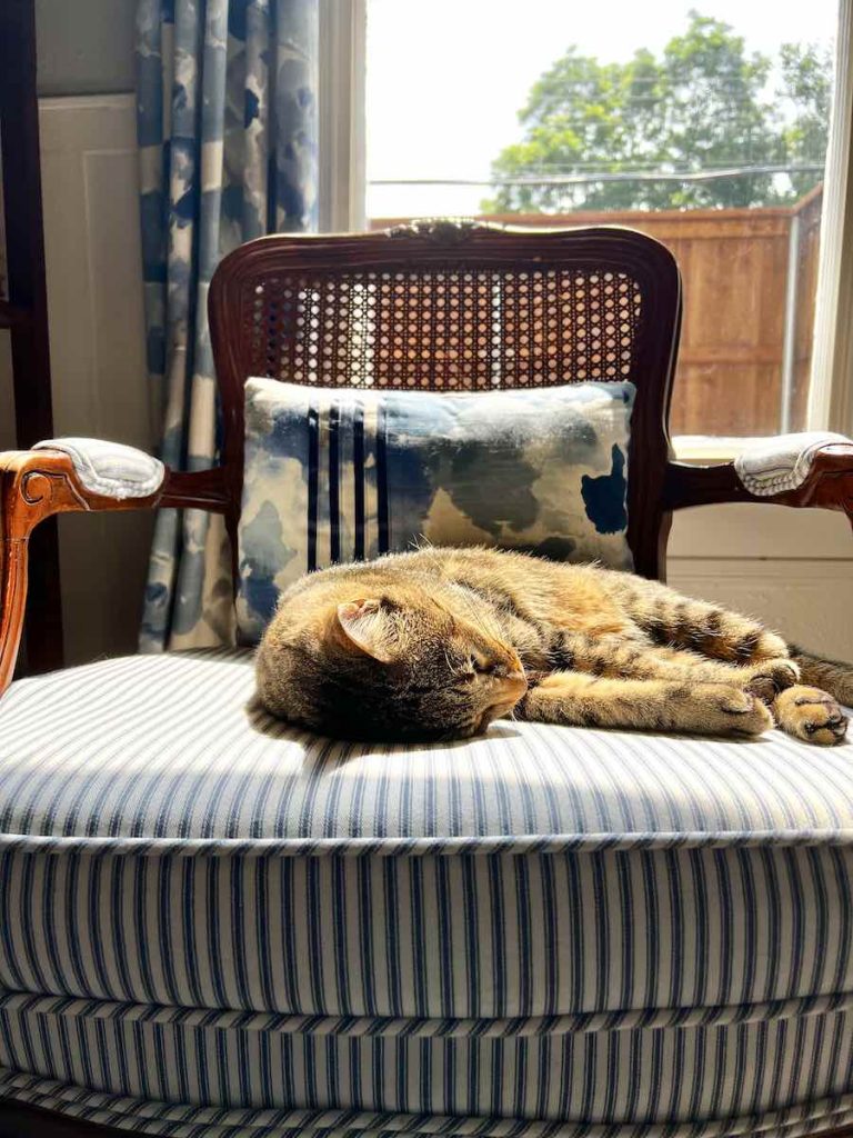 DogFriendly Chairs The Ultimate Guide for Pet Owners Design Morsels